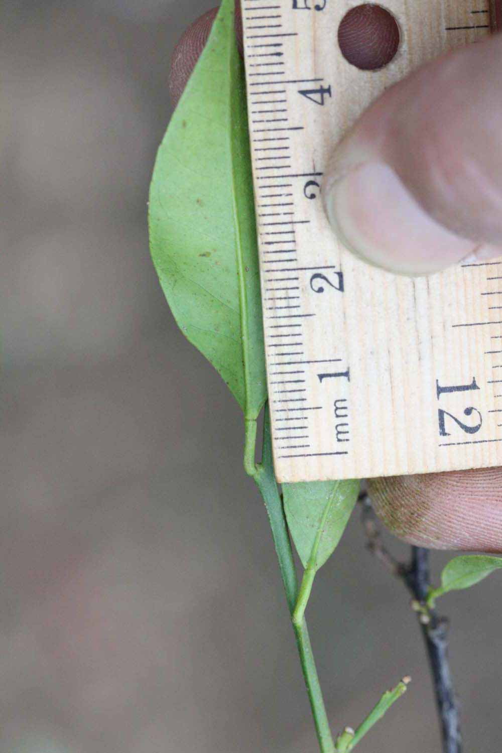              Unifoliolate leaf (Riverside, CA)       